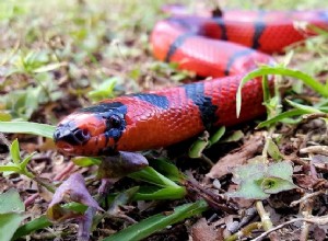 Sen červeného hada – význam a symbolika 