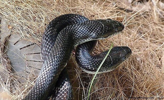 夢の中のブラックスネーク–意味と象徴性 