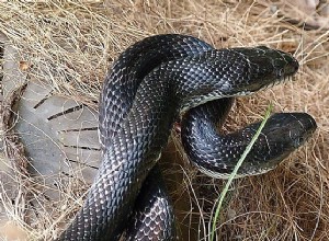 Černý had ve snu – význam a symbolika 