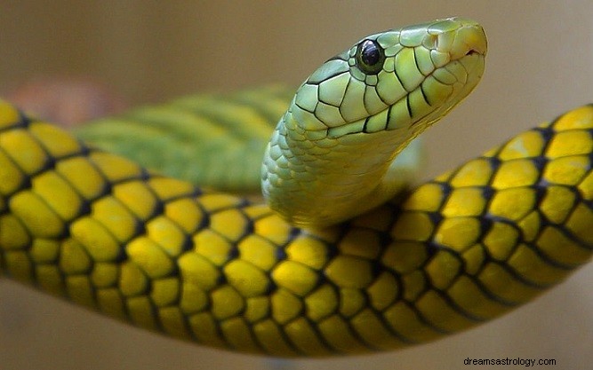 Sogno del serpente giallo:significato e simbolismo 