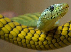 Sen žlutého hada – význam a symbolika 