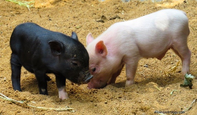 Svart gris i drøm – mening og symbolikk 