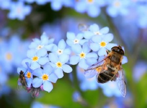 Βιβλική έννοια των εντόμων στα όνειρα 