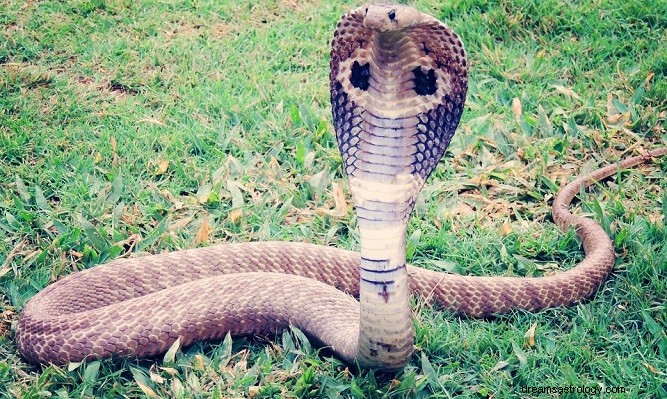 Kobra królewska we śnie – znaczenie i symbolika 