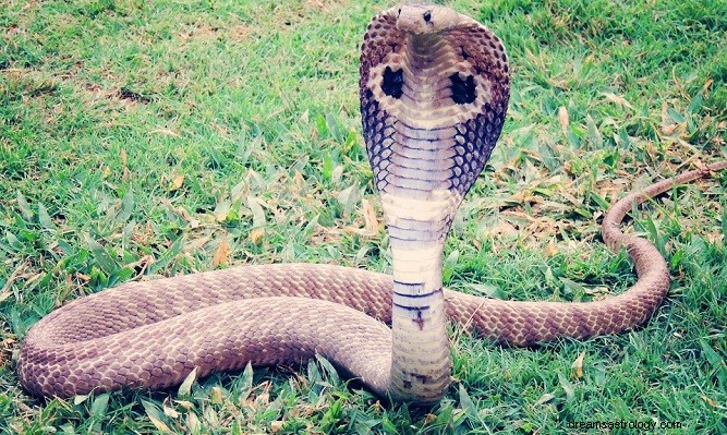 King Cobra in Dream:significato e simbolismo 