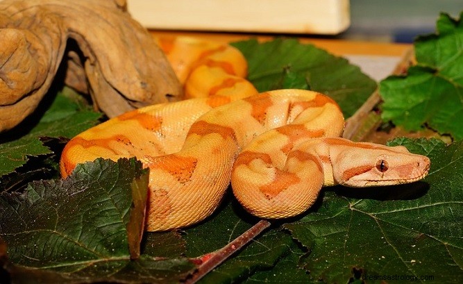 Rêve de serpent orange - Signification et symbolisme 