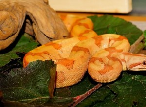 Soñar con Serpiente Naranja – Significado y Simbolismo 