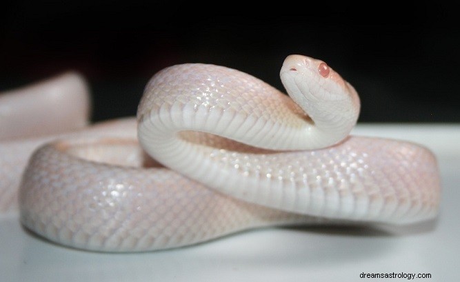 Rêve de serpent blanc - Signification et symbolisme 