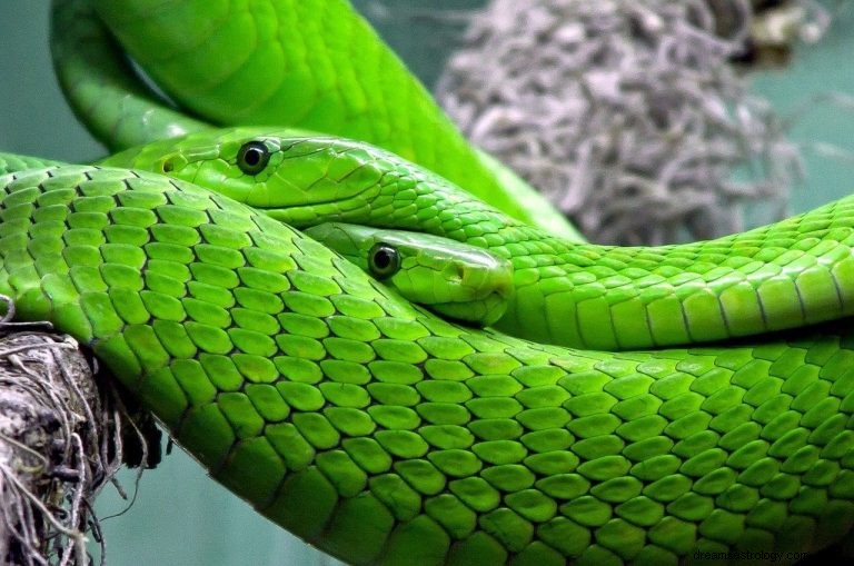 Hvad vil det sige at drømme om grønne slanger? 