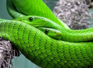 ¿Qué significa soñar con serpientes verdes? 