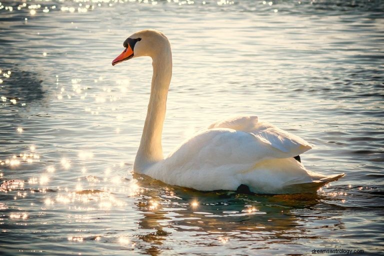 Vad betyder det att drömma om Swan? 