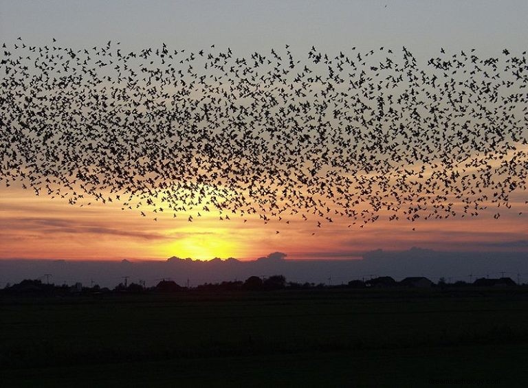 Wat betekent het om te dromen over een zwerm vogels? 