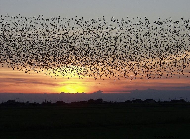 Vad betyder det att drömma om en flock fåglar? 