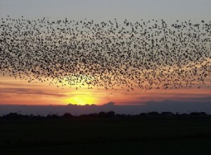 Co to znamená snít o hejnu ptáků? 