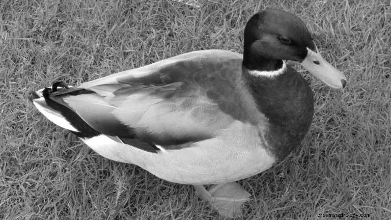 Was bedeutet es, über Baby-Ente zu träumen? 