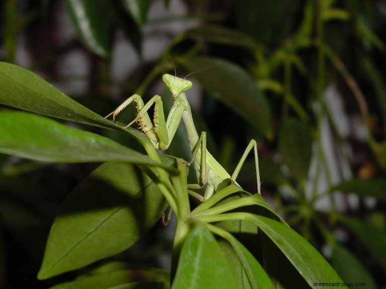 Τι σημαίνει να ονειρεύεσαι το Mantis; 