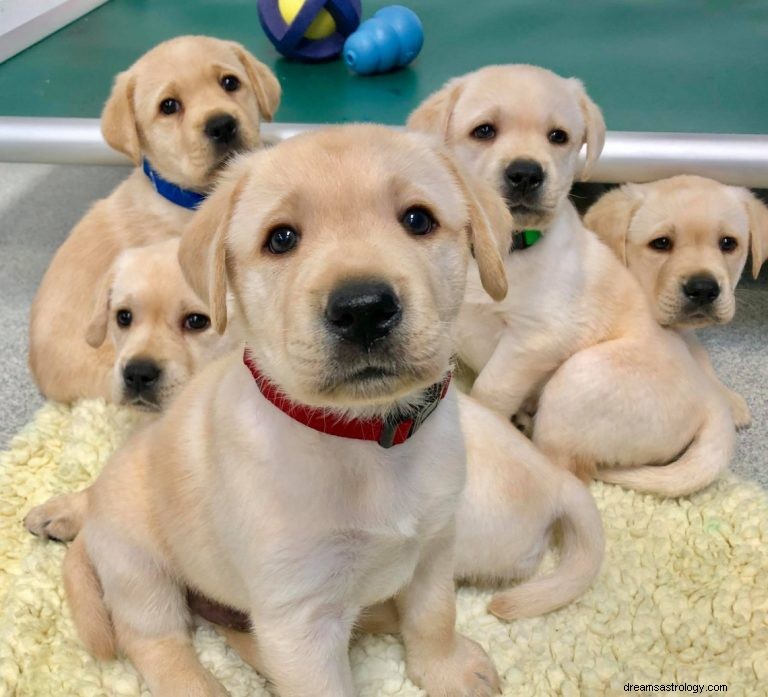 ¿Qué significa soñar con cachorros? 