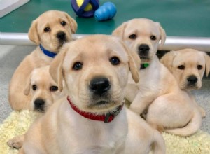 Que signifie rêver de chiots ? 