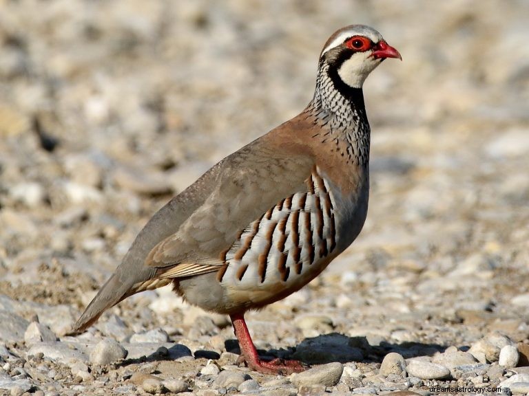 Hva betyr det å drømme om Partridge? 