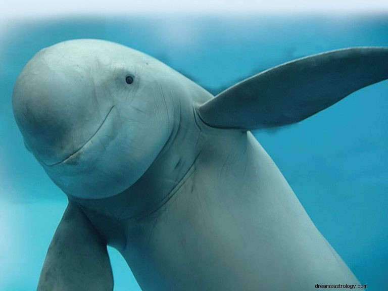 Apa Artinya Memimpikan Porpoise? 