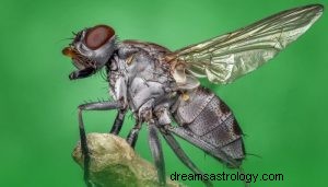 Hva vil det si å drømme om fluer? 
