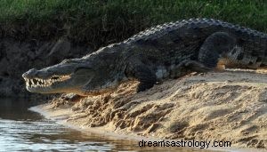 Hvad vil det sige at drømme om krokodille? 