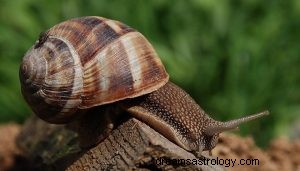 O que significa sonhar com caracol? 