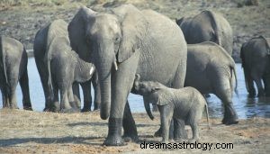 Wat betekent dromen over olifant? 