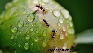 アリについて夢を見るとはどういう意味ですか？ 
