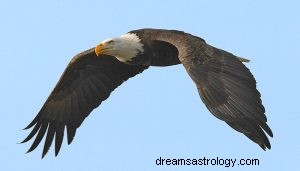 Hva betyr det å drømme om Eagle? 
