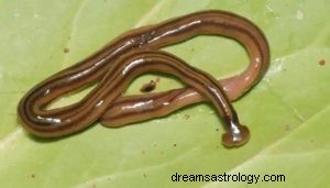 Wat betekent dromen over wormen? 