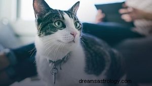 ¿Qué significa soñar con gatos? 