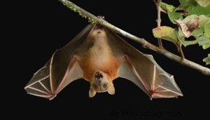 O que significa sonhar com morcegos? 