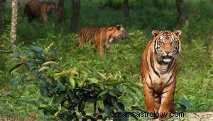 Hvad vil det sige at drømme om tigre? 