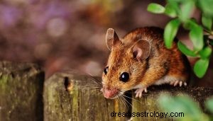 Wat betekent het om over muizen te dromen? 