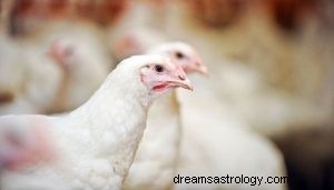 Was bedeutet es, über Huhn zu träumen? 