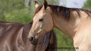 Co to znamená snít o koních? 