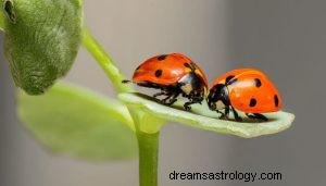 Hva betyr det å drømme om insekter? 