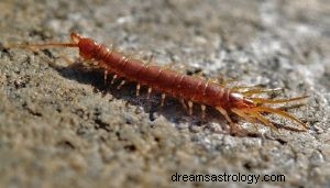 O que significa sonhar com centopéias? 