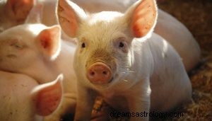 Co to znaczy marzyć o świni? 