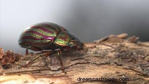 Vad betyder det att drömma om skalbaggar? 
