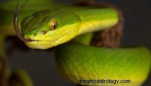 ¿Qué significa soñar con serpientes y víboras? 