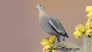Symbol a duchovní význam čistoty holubice 
