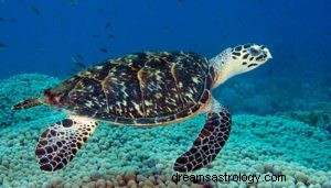 Tierisches Schildkröten-Totem-Symbol 