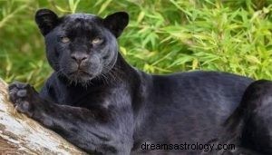 Åndelig betydning og symbolik af Panther Totem 