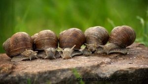 Tótem animal del espíritu del caracol 