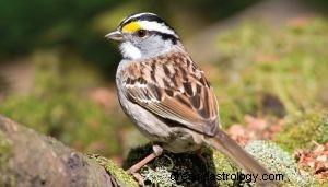 Sparrow Spirit Animal Symbolism 