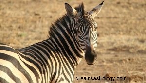 Simbolismo animale dello spirito della zebra 