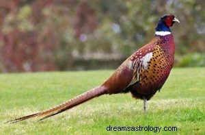 Simbolisme Spirit Animal Pheasant 