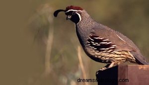 Simbolismo animal del espíritu de codorniz 